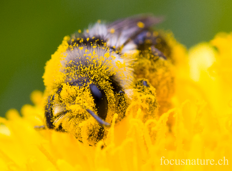 Abeille 5305.jpg - Abeille (Ermitage, Genève, avril 2012)